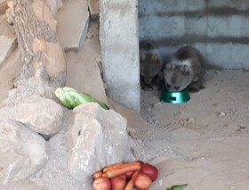 تلاش برای بازپروری دو قلاده توله خرس قهوه‌ای در کامفیروز