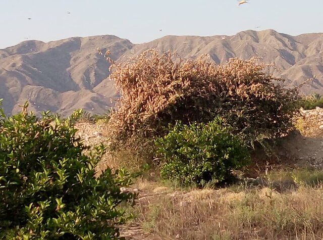 هجوم ملخ کوهان‌دار به تاغزارهای خلیل‌آباد و بردسکن