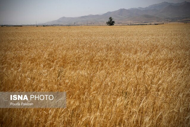 افزایش ۳۳ درصدی خرید گندم در فارس