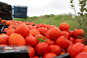 خرید حمایتی مانع از ضرر ۵۰۰۰ میلیارد ریالی گوجه‌کاران فارس شده است
