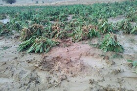 طوفان و سیل ۳ هزار میلیارد ریال به کشاورزی فارس ضرر زد