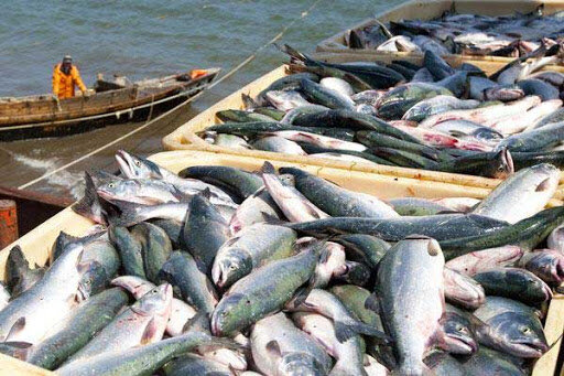 صید ماهی در سد سلمان فارسی مختص تعاونی‌ها است