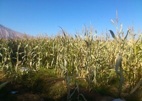 سرمای زودرس به مزارع مرودشت خسارت وارد کرد