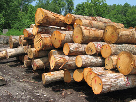 طرح زراعت چوب در فارس اجرایی می‌شود