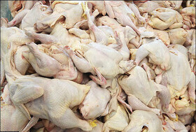 کاهش قیمت مرغ در بازارهای فارس از امروز