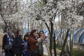 رویش زود هنگام شکوفه های بهاری در باغ های بلوار چمران شیراز