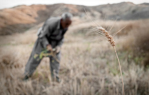 خشکسالی ۵۰ هزار هکتار از مزارع فارس را خشکانده است