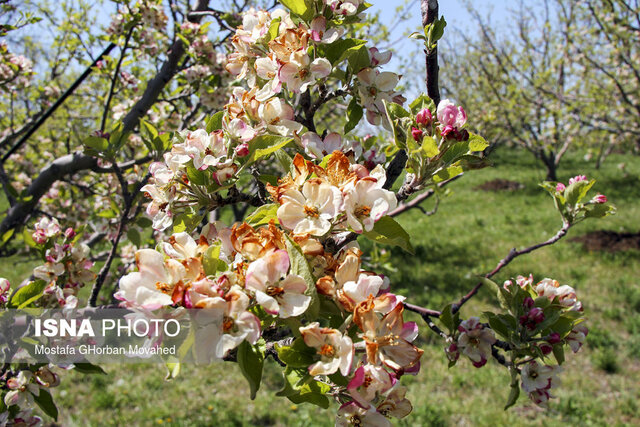 خسارت ۲۰۰۰ میلیارد ریالی سرمای بهاره به باغ‌های سرچهان 