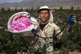 گل های محمدی چیده شده توسط کارگران، گلستانهای شهرستان میمند استان فارس.