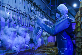 خرید تضمینی مرغ منجمد از واحدهای تولیدی فارس