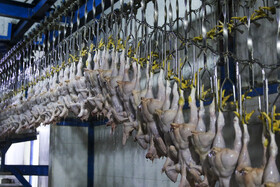 رسیدگی به ۱۲۴ پرونده تخلف درحوزه تولید مرغ در قزوین