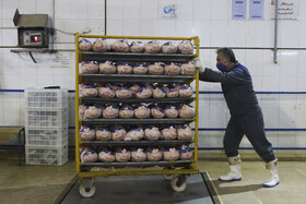 تولید مرغ در فارس بیش از نیاز و گرانی بی‌دلیل است