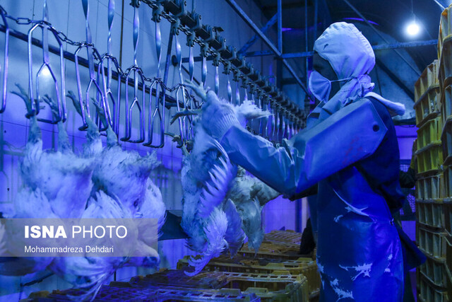 خرید تضمینی مرغ منجمد از واحدهای تولیدی فارس