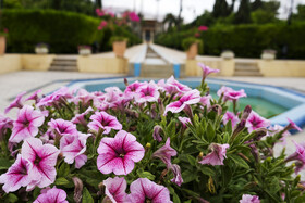 شیراز بی‌مثال 