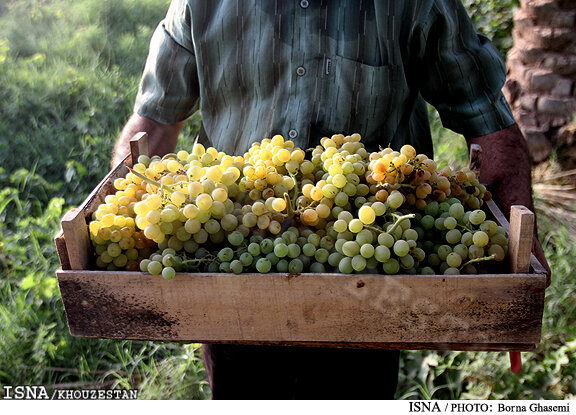 تولید ۲۶ هزار تن انگور در تاکستان های جهرم