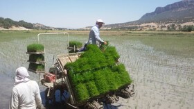 کشت مکانیزه برنج در مرودشت با استفاده از آب‌های سطحی