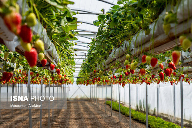 از متقاضیان توسعه گلخانه استقبال می‌کنیم