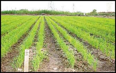 ادامه طرح خشکه‌کاری برنج در فارس