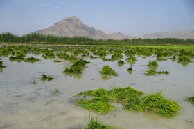 کاهش میزان بارندگی تاثیرات نامطلوبی بر کشاورزی استان خواهد گذاشت و کشاورزان استان باید جهت جبران خشکسالی به سمت کشت محصولاتی بروند که آب کمتری مصرف می کند.