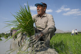 در صورتیکه آب رایگان باشد کشت برنج میتواند صرفه اقتصادی داشته باشد.اما اگر آب اختصاص داده شده به کشت برنج مشمول هزینه شود قطعا کشت این محصول صرفه اقتصادی نخواهد داشت.