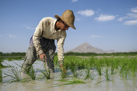 در صورتیکه آب رایگان باشد کشت برنج میتواند صرفه اقتصادی داشته باشد.اما اگر آب اختصاص داده شده به کشت برنج مشمول هزینه شود قطعا کشت این محصول صرفه اقتصادی نخواهد داشت.