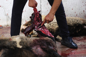  قربانی ۵۵ راس گوسفند با هزینه بیش از 150 میلیون تومان به مناسبت عید قربان در بنیاد مهدویت-شیراز