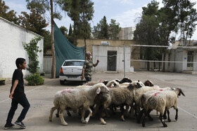 ذبح ۵۵ راس گوسفند قربانی – شیراز