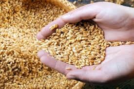 تولید بیش از ۳۴ هزار تن گندم بذری در مرودشت