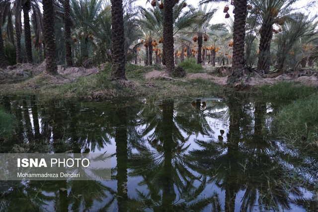 شبکه آبیاری دشتستان اولویت‌دارترین طرح آب‌وخاک کشور است