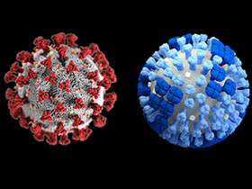 همه‌گیری کرونا انقراض یک سویه از ویروس آنفلوآنزا را در پی دارد