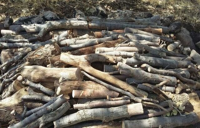 توقیف ۹ دستگاه خودرو حامل چوب جنگلی قاچاق در شیراز