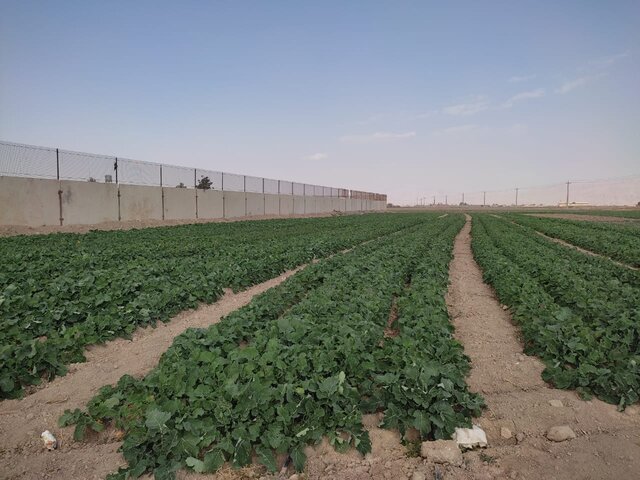 تلاش برای معرفی ارقام مناسب به کلزاکاران مرودشتی