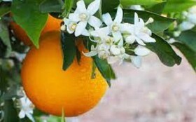 پویش شعر بهار نارنج در شیراز برگزار می‌شود
