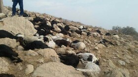 اتلاف ۱۰۰ راس گوسفند براثر مسمومیت با آب در ارسنجان
