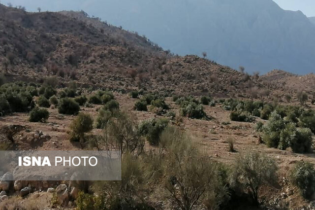 رفع اراضی تصرف شده میانجنگل فسا قانونی است رفع اراضی تصرف شده میانجنگل فسا قانونی است