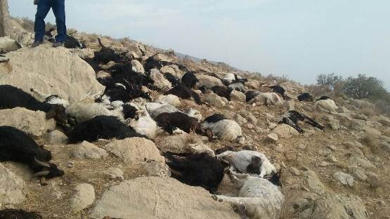 اتلاف ۱۰۰ راس گوسفند براثر مسمومیت با آب در ارسنجان اتلاف ۱۰۰ راس گوسفند براثر مسمومیت با آب در ارسنجان