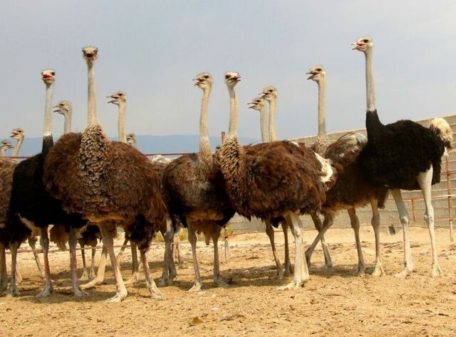 تولید سالانه ۱۰  تن گوشت شترمرغ در فیروزآباد تولید سالانه ۱۰  تن گوشت شترمرغ در فیروزآباد