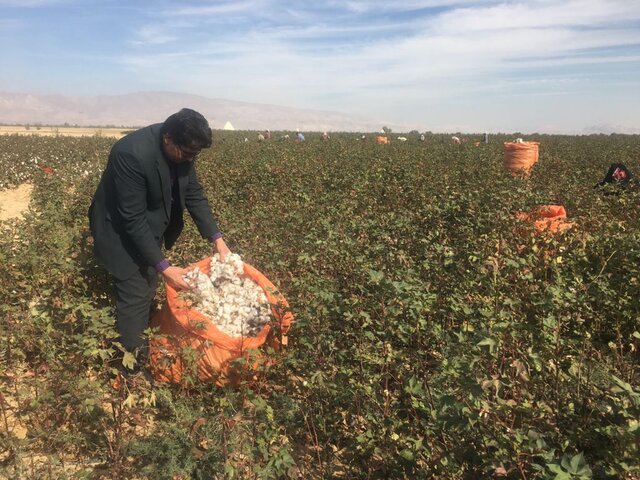 تولید بیش از ۱۰۰ تن پنبه در شهرستان خُنج تولید بیش از ۱۰۰ تن پنبه در شهرستان خُنج