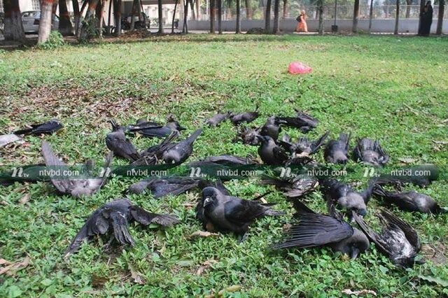 عکس دریافتی است. توضیح یک مسئول در مورد "مرگ مرموز کلاغهای ممسنی"