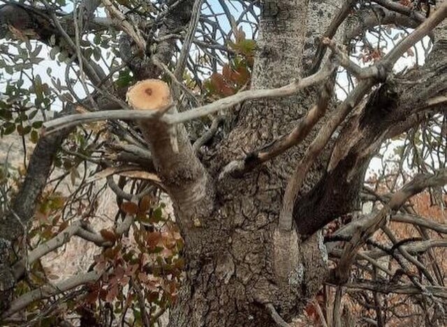 قطع سرشاخه درختان بنه مربوط به "مُلهگاله" نیست قطع سرشاخه درختان بنه مربوط به "مُلهگاله" نیست