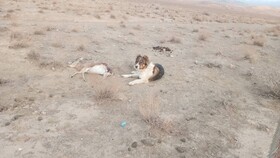شکار "جبیر" توسط سگ گله در فارس