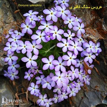 کشف گونه گیاهی با نام عروس سنگ کافتری در اقلید فارس کشف گونه گیاهی با نام عروس سنگ کافتری در اقلید فارس
