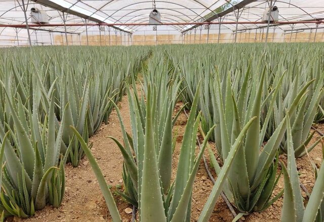 تولید ۱۵۸۰ تن محصول گواهی شده در فیروزآباد تولید ۱۵۸۰ تن محصول گواهی شده در فیروزآباد