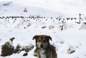 بارش اولین برف زمستانی - منطقه گردشگری شش پیر استان فارس