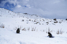 بارش اولین برف زمستانی - منطقه گردشگری شش پیر استان فارس