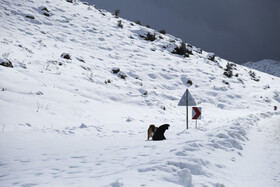 بارش اولین برف زمستانی - منطقه گردشگری شش پیر استان فارس