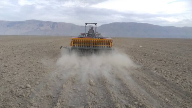 سطح زیر کشت کاملینای مرودشت به ۲۳۰ هکتار رسید سطح زیر کشت کاملینای مرودشت به ۲۳۰ هکتار رسید