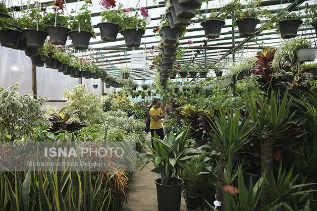 ۱۴۰ گونه گیاه آپارتمانی از مرودشت صادر میشود ۱۴۰ گونه گیاه آپارتمانی از مرودشت صادر میشود
