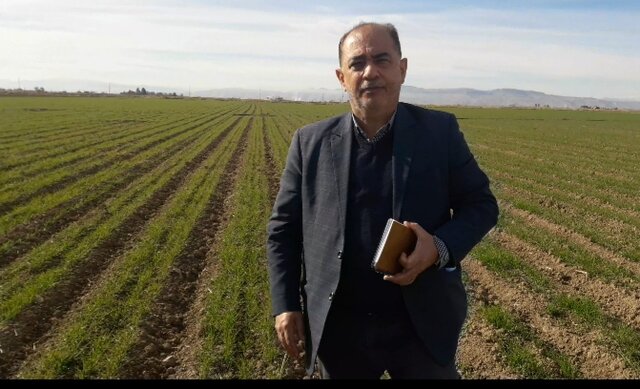 کشت قرار دادی به محصولات اساسی کشاورزی میرسد کشت قرار دادی به محصولات اساسی کشاورزی میرسد