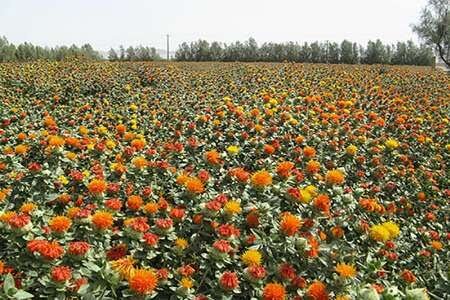 کشت گلرنگ در مرودشت به ۱۵۰ هکتار رسید  کشت گلرنگ در مرودشت به ۱۵۰ هکتار رسید